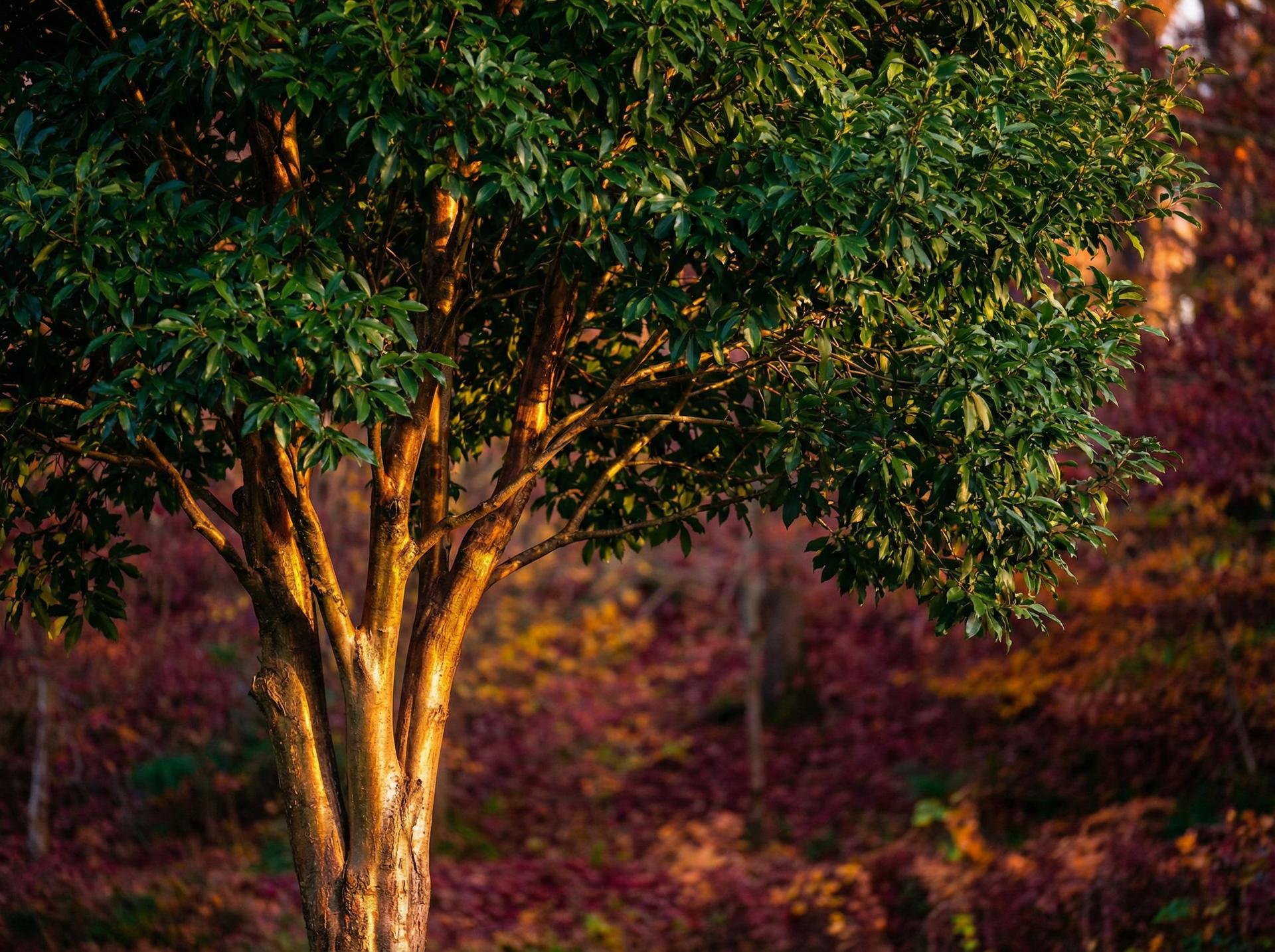 国产自拍植物保护视频