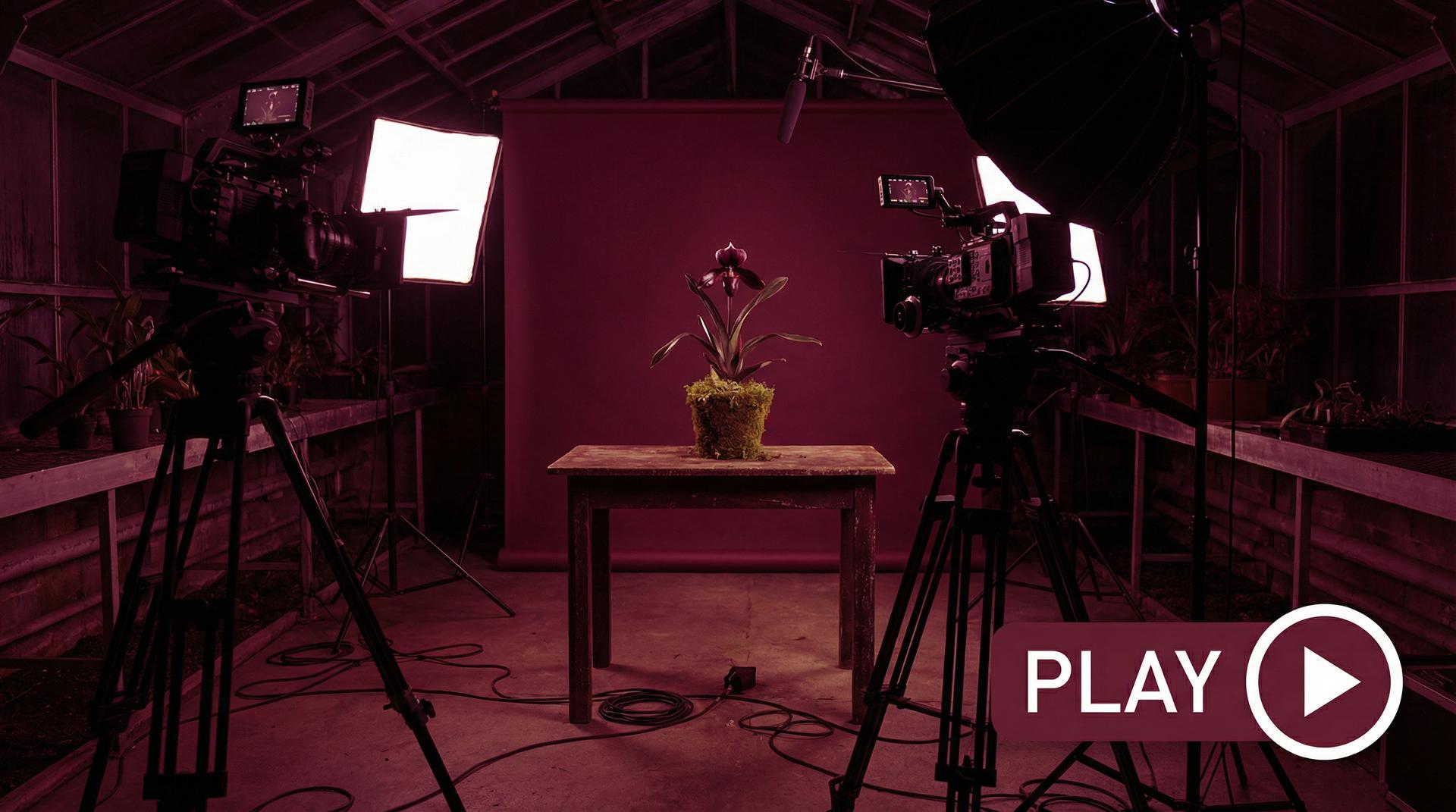 国产自拍植物视频 - 珍稀兰花视频拍摄幕后